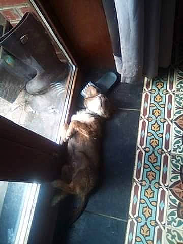 Whisky a rejoint le concours — aidez-le/la à gagner de superbes lots ! canidae, carnivore, cat, chihuahua, dog, dog_breed, fawn, felidae, kitten, non_sporting_group, puppy, small_to_medium_sized_cats, toy_dog