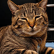 Tittu Sebastian joined the competition — help win amazing prizes! animal, carpet, cat, close_up, collar, cute, domestic, ears, face, feline, fur, household, indoor, pet, portrait, relaxed, resting, striped, tabby, whiskers