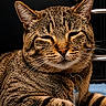 animal, carpet, cat, close_up, collar, cute, domestic, ears, face, feline, fur, household, indoor, pet, portrait, relaxed, resting, striped, tabby, whiskers