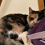 Penny is registered to the contest to win money with this photo: cat, calico, fur, pet, indoor, purple_cloth, relaxed, cozy, animal, whiskers, paw, curious, resting, closeup, feline, domestic_cat, soft, cute, sleepy, companion