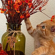 George is registered to the contest to win money with this photo: autumn, cat, curious, cute, decor, fall, faux_flowers, flowers, green, home, indoor, kitten, orange, orange_cat, pet, playful, red, tablecloth, vase, young_cat