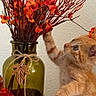autumn, cat, curious, cute, decor, fall, faux_flowers, flowers, green, home, indoor, kitten, orange, orange_cat, pet, playful, red, tablecloth, vase, young_cat