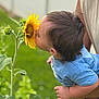 baby, blue_shirt, child, cute, flower, garden, grass, greenery, hand, head, holding, nature, outdoor, person, plant, portrait, smelling, summer, sunflower, toddler