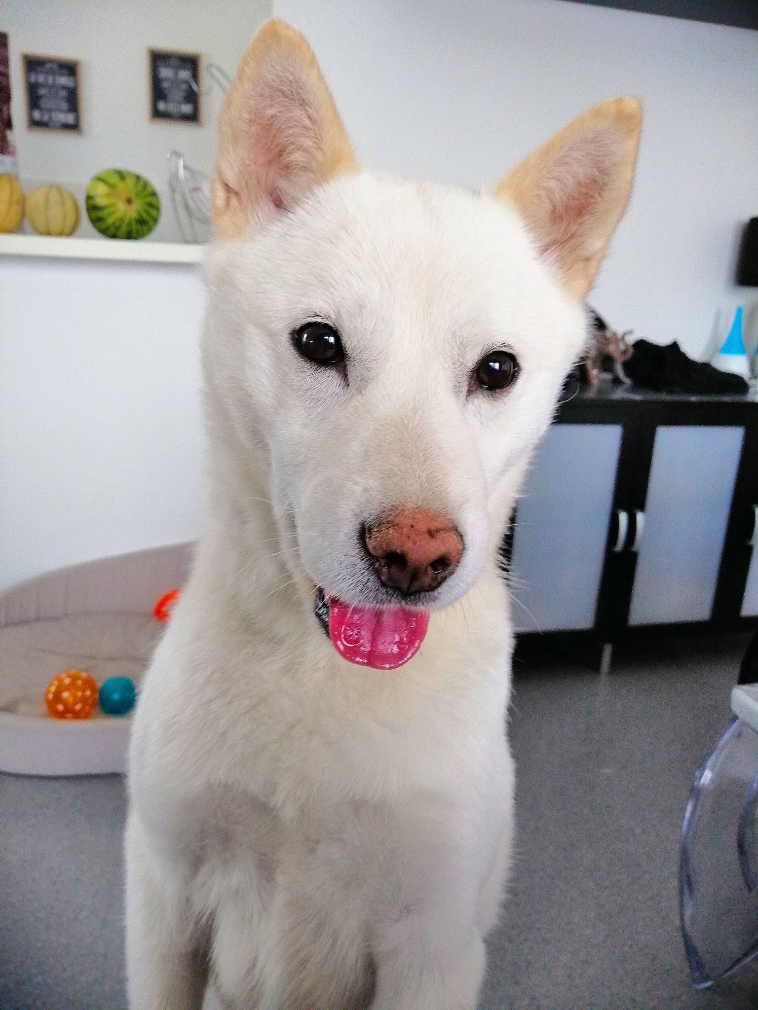 Katsura a rejoint le concours — aidez-le/la à gagner de superbes lots ! ancient_dog_breeds, berger_blanc_suisse, canaan_dog, canidae, carnivore, dog, dog_breed, ear, kintamani, kishu, korean_jindo_dog, mammal, non_sporting_group, pungsan_dog, rare_breed_dog, vertebrate, white_shepherd