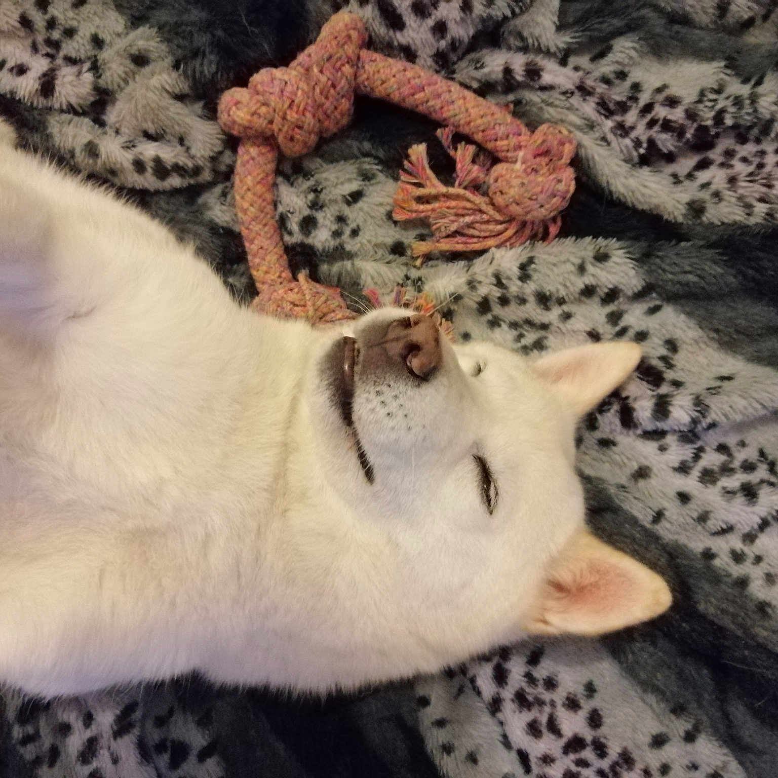 Katsura