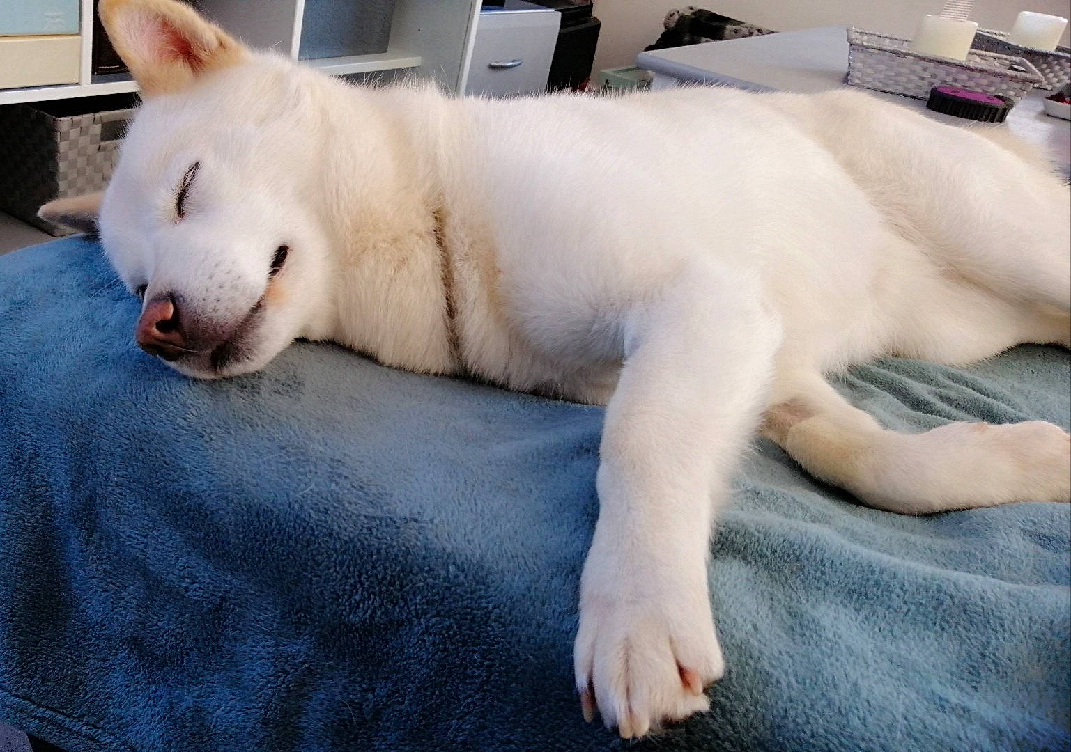 Katsura participe au concours pour gagner de l'argent avec cette photo : berger_blanc_suisse, canidae, carnivore, dog, fur, kishu, korean_jindo_dog, mammal, nap, non_sporting_group, nose, skin, snout, whiskers, white_shepherd