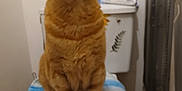 Rouky participe au concours pour gagner de l'argent avec cette photo : cat, orange_tabby, toilet, bathroom, towel, pet, feline, indoor, curious, looking_up, seat, floor, wall, household, domestic, fur, ears, whiskers, paws, plush
