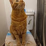 cat, orange_tabby, toilet, bathroom, towel, pet, feline, indoor, curious, looking_up, seat, floor, wall, household, domestic, fur, ears, whiskers, paws, plush