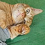 Rouky a rejoint le concours — aidez-le/la à gagner de superbes lots ! cat, orange_tabby, paw, whiskers, green_background, lying_down, pet, close_up, indoor, curious, feline, fur, cute, animal, relaxed, looking_at_camera, pink_nose, ears, eyes, soft_texture