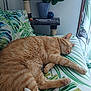Rouky participe au concours pour gagner de l'argent avec cette photo : cat, orange_tabby, sleeping, couch, leafy_pattern, cushion, indoor, cat_tree, flower_pot, toy_ball, curtain, plant, relaxing, feline, cozy, nap, furniture, home, pet, domestic_animal