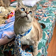 Swan a rejoint le concours — aidez-le/la à gagner de superbes lots ! abyssinian, accessories, animal, bed, bedroom, blanket, cat, couch, formalwear, furniture, homedecor, indoors, kitten, linen, necktie, pet, quilt, room, strap, tie