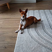 R'Mes participe au concours pour gagner de l'argent avec cette photo : animal, brown, cabinet, calm, carpet, chair, collar, crossed_paws, cute, dog, domestic_animal, floor, furniture, home, indoor, living_room, pet, relaxed, white, wooden_floor
