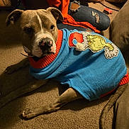 Max joined the competition — help win amazing prizes! animal, blue, carpet, casual, christmas, couch, dog, grinch, holiday, home, indoor, jeans, paw, person, pet, red, relaxed, ripped_jeans, sweater, tail