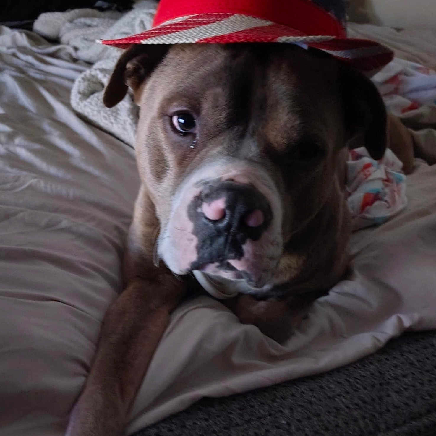 Max is registered to the contest to win money with this photo: animal, bed, blanket, brown, canine, cute, dog, domestic, face, fur, hat, indoor, laying, nose, paw, pet, portrait, relaxed, resting, white