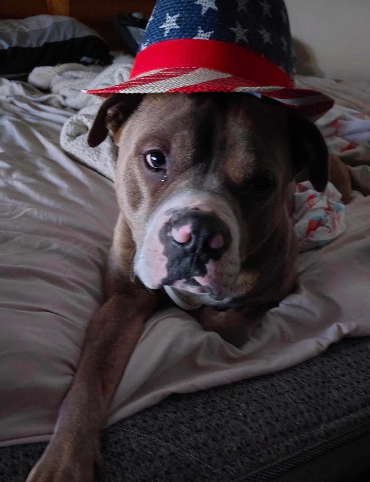 Max is registered to the contest to win money with this photo: dog, bed, blanket, hat, indoor, pet, canine, resting, brown, white, nose, paw, fur, animal, cute, laying, face, portrait, domestic, relaxed