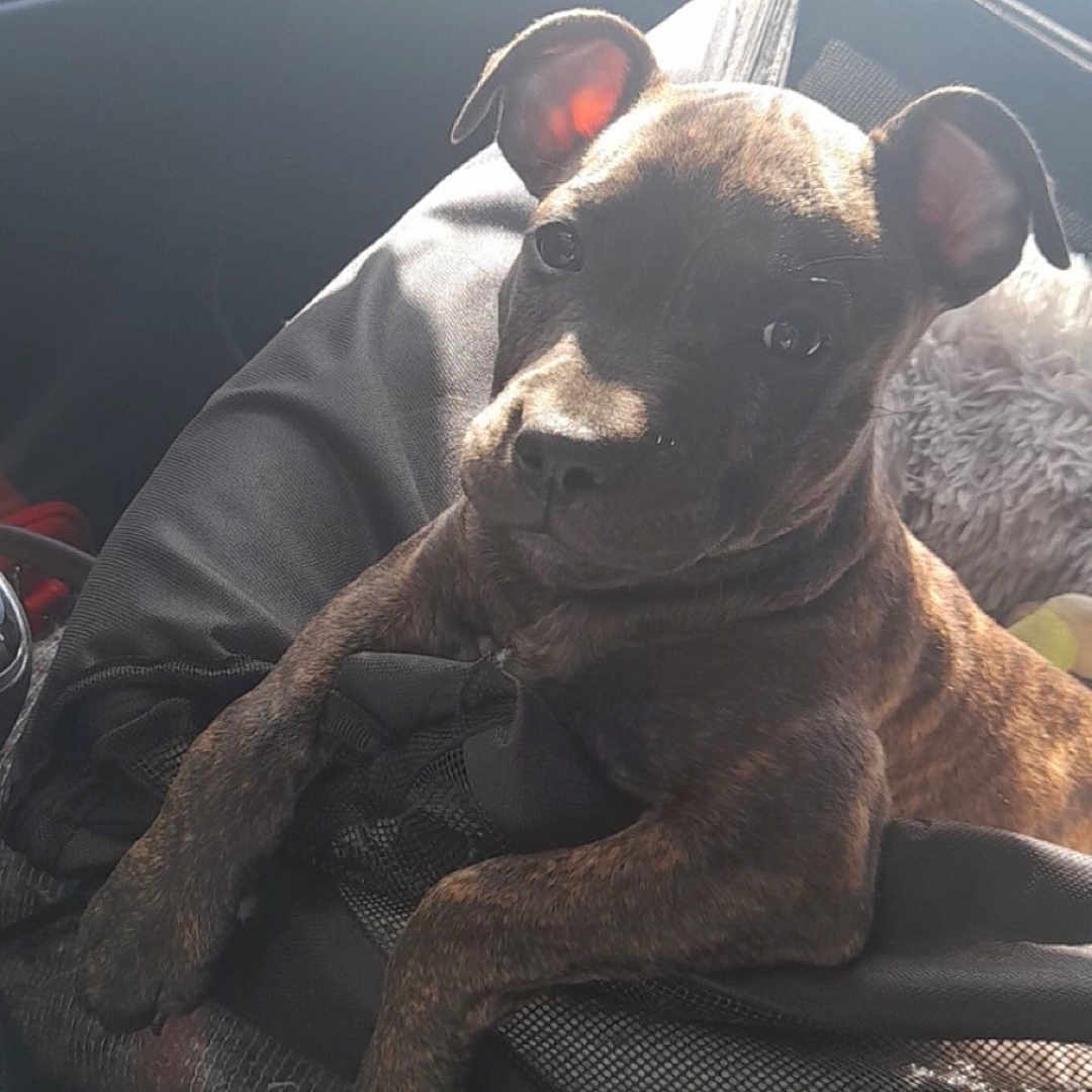 Tyson participe au concours pour gagner de l'argent avec cette photo : accessories, animal, belt, boxer, bulldog, canine, cushion, dog, face, frenchbulldog, head, homedecor, person, pet, photography, pitbull, portrait, puppy, transportation, vehicle