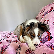 Winnie is registered to the contest to win money with this photo: puppy, dog, blue_eyes, blanket, pink, patterned_blanket, indoor, cute, pet, fur, resting, animal, young_dog, cozy, soft_texture, lying_down, ears, nose, paw, relaxed