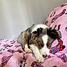 puppy, dog, blue_eyes, blanket, pink, patterned_blanket, indoor, cute, pet, fur, resting, animal, young_dog, cozy, soft_texture, lying_down, ears, nose, paw, relaxed