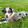 Winnie is registered to the contest to win money with this photo: puppy, dog, grass, greenery, outdoor, blue_eyes, happy, tongue_out, field, nature, cute, animal, pet, fur, spot, playful, summer, sunny, young, portrait