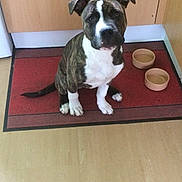 Dexter is registered to the contest to win money with this photo: dog, brindle, white, pet, kitchen, floor, mat, food_bowl, empty_bowl, animal, cute, sitting, looking_up, ears, tail, domestic, indoor, hopeful, companion, canine