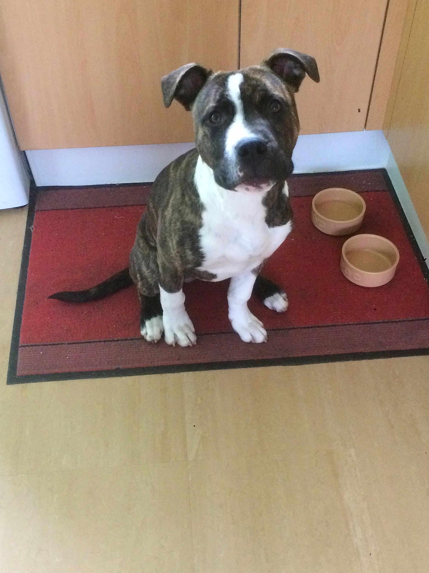 Dexter is registered to the contest to win money with this photo: dog, brindle, white, pet, kitchen, floor, mat, food_bowl, empty_bowl, animal, cute, sitting, looking_up, ears, tail, domestic, indoor, hopeful, companion, canine