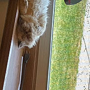 Ziggy joined the competition — help win amazing prizes! carnivore, companion_dog, dog, dog_breed, door, door_handle, fawn, felidae, fur, glass, hardwood, home_door, liver, small_to_medium_sized_cats, snout, sporting_group, tail, tints_and_shades, window, wood