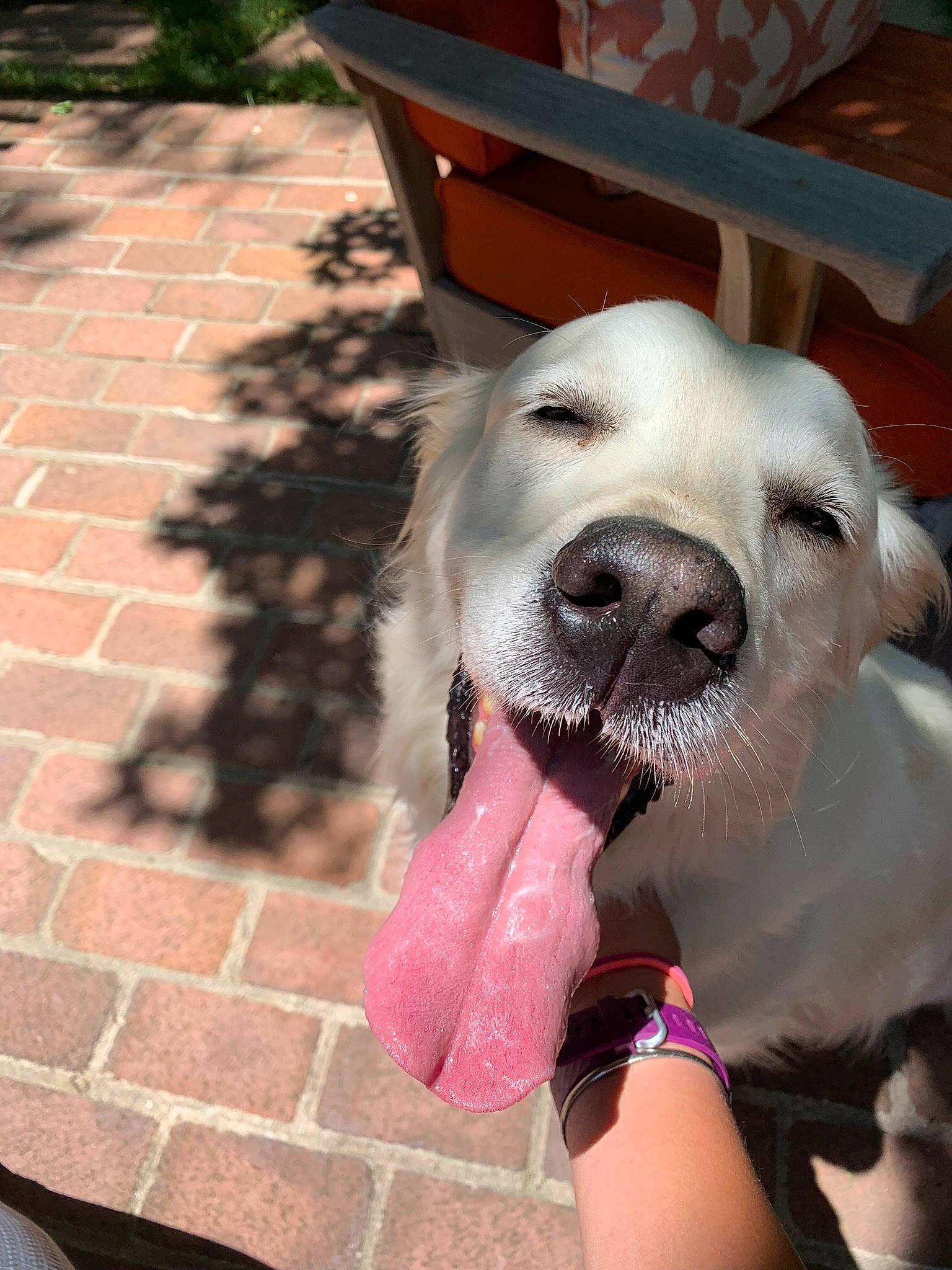 Lucky is registered to the contest to win money with this photo: canidae, carnivore, companion_dog, dog, dog_breed, fawn, labrador_retriever, mammal, nose, retriever, snout, sporting_group, tongue