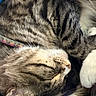 Cookie joined the competition — help win amazing prizes! cat, tabby, sleeping, fur, whiskers, close_up, pet, animal, feline, paws, striped, collar, relaxed, cute, cozy, domestic, mammal, resting, indoor, soft