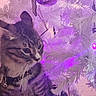 cat, tabby, pet, animal, christmas_tree, ornament, decoration, purple_light, indoor, festive, holiday, whiskers, fur, collar, bell, curious, closeup, soft_light, white_tree, background