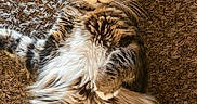 Cookie is registered to the contest to win money with this photo: cat, tabby, fluffy, fur, carpet, pet, animal, cute, lying_down, wide_eyes, indoor, whiskers, tail, relaxed, mammal, feline, domestic_animal, playful, portrait, close_up