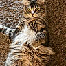 cat, tabby, fluffy, fur, carpet, pet, animal, cute, lying_down, wide_eyes, indoor, whiskers, tail, relaxed, mammal, feline, domestic_animal, playful, portrait, close_up