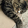 Cookie joined the competition — help win amazing prizes! cat, tabby, feline, relaxed, paw, fur, whiskers, resting, closeup, indoor, pet, striped, animal, sleepy, cute, cozy, carpet, table, mammal, domestic