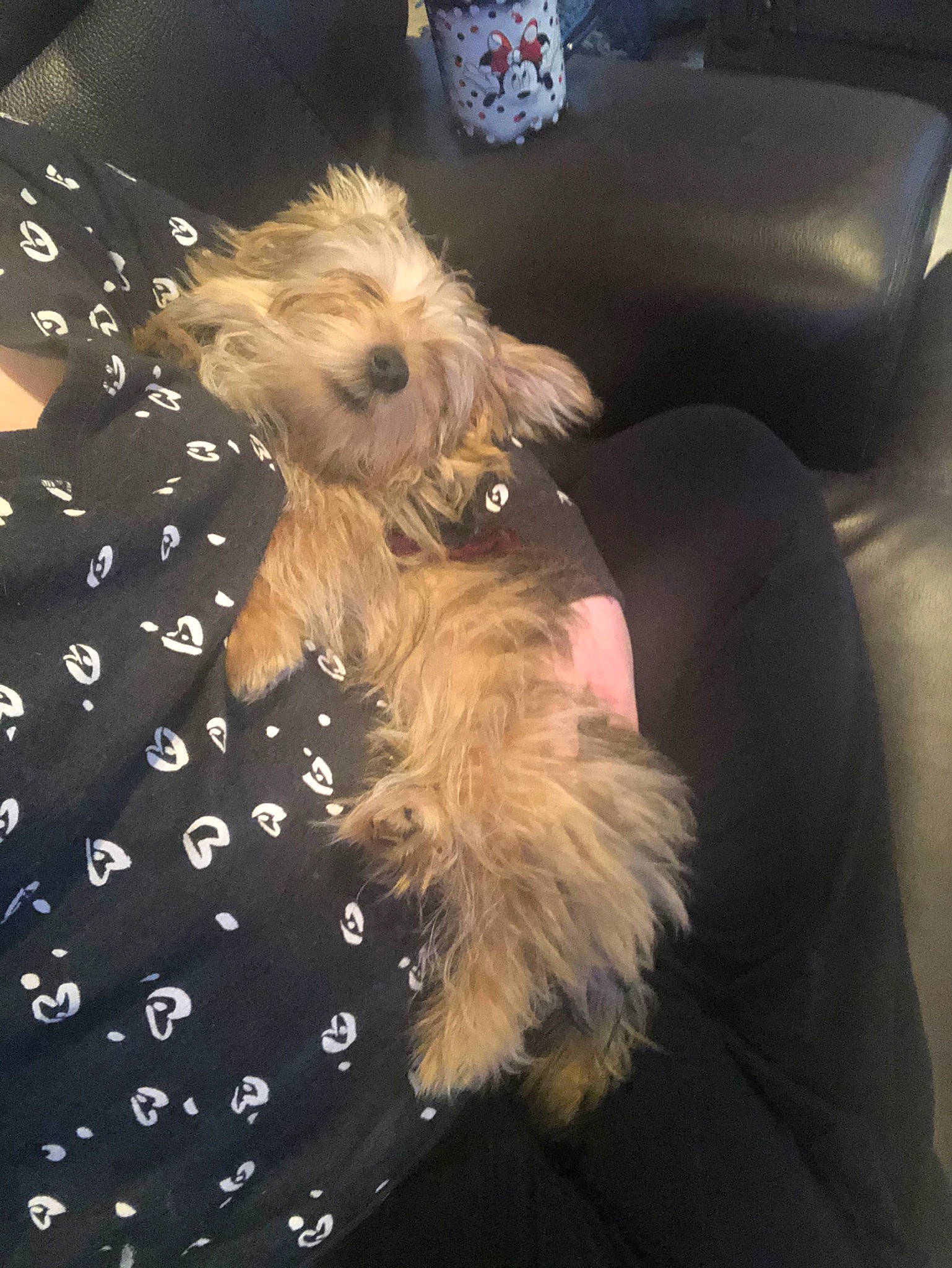 Aurora is registered to the contest to win money with this photo: australian_terrier, cairn_terrier, canidae, carnivore, companion_dog, dog, dog_breed, dutch_smoushond, glen_of_imaal_terrier, maltepoo, mammal, morkie, norfolk_terrier, norwich_terrier, puppy, schnoodle, small_terrier, sporting_lucas_terrier, terrier, yorkshire_terrier