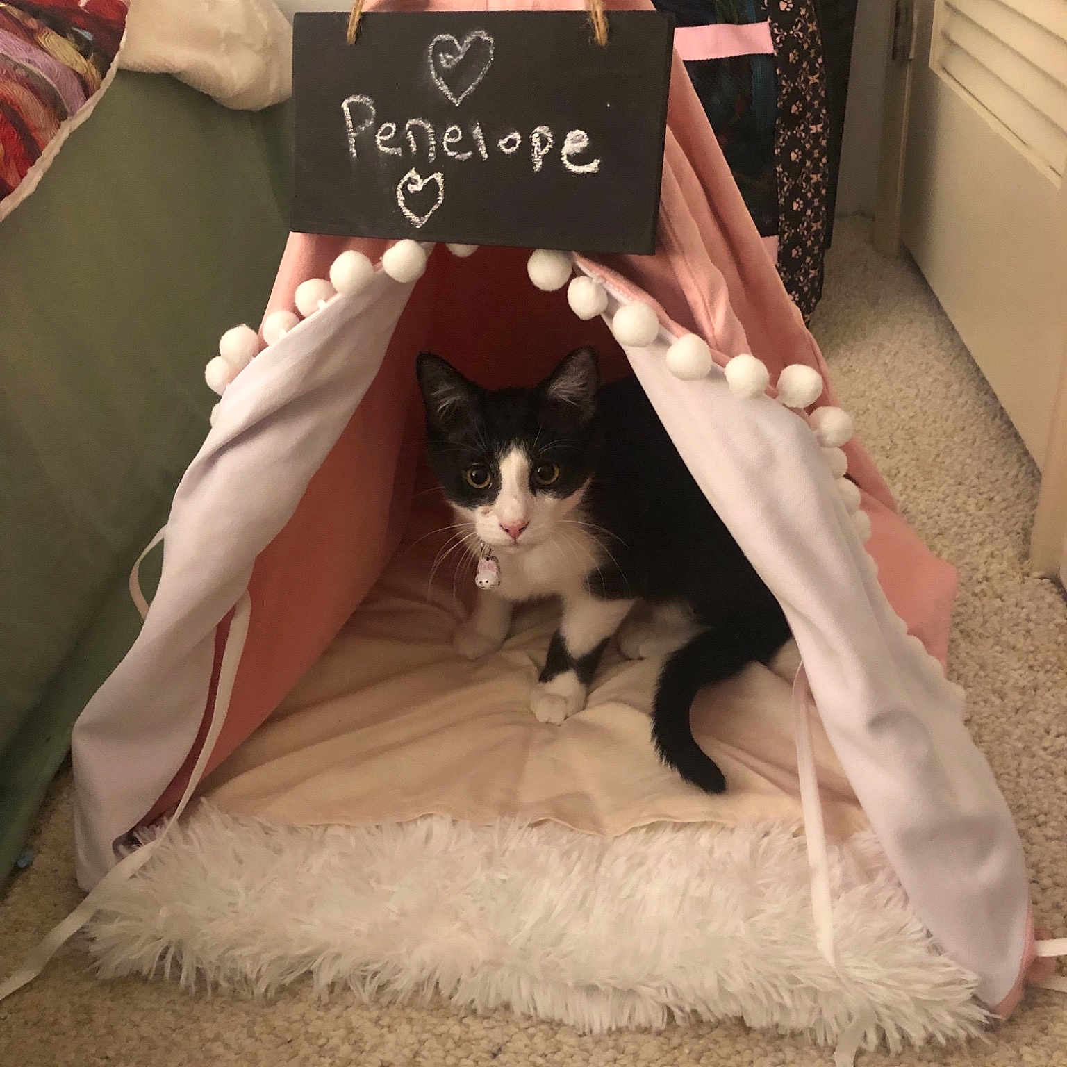 Penelope is registered to the contest to win money with this photo: carnivore, cat, dress, felidae, fur, furniture, kitten, small_to_medium_sized_cats, tail, whiskers