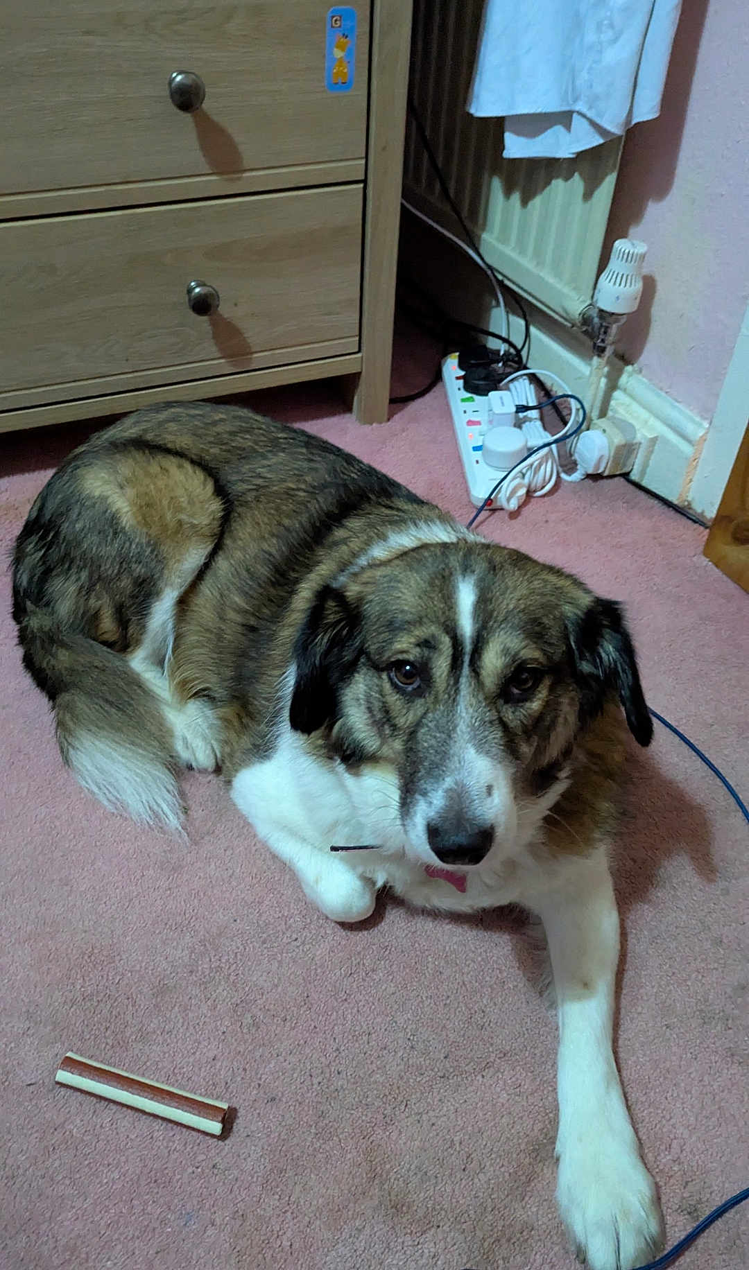 Bonnie joined the competition — help win amazing prizes! brown, cable, carpet, chew_stick, collar, dog, dresser, floor, fur, household, indoor, looking, paw, pet, power_strip, radiator, relaxed, resting, wall, white
