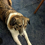 Bonnie joined the competition — help win amazing prizes! animal, black_fur, brown_fur, canine, carpet, dog, domestic_animal, floor, fur, furniture_legs, home, indoor, looking, lying_down, mammal, paw, pet, quiet, resting, white_fur