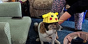 Bonnie is registered to the contest to win money with this photo: bending, blue_carpet, carpet, casual, chair, couch, decor, dog, floor_tiles, furniture, home, indoor, living_room, patterned_fabric, person, pet, phone, pikachu_hat, toy_basket, yellow