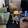 bending, blue_carpet, carpet, casual, chair, couch, decor, dog, floor_tiles, furniture, home, indoor, living_room, patterned_fabric, person, pet, phone, pikachu_hat, toy_basket, yellow