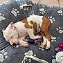 puppy, dog, sleeping, dog_bed, paw_prints, toy_rope, toy_bone, toy_knot, indoor, pet, cute, resting, animal, brown_and_white, floor, cozy, domestic, young_dog, relaxed, naptime