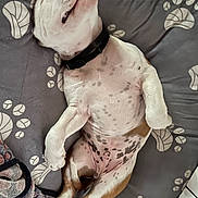 Tyson a rejoint le concours — aidez-le/la à gagner de superbes lots ! puppy, dog, sleeping, lying_down, blanket, spots, collar, paw_prints, relaxed, cute, pet, animal, fur, bed, resting, domestic_animal, young_dog, indoor, white, brown