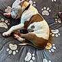 Tyson a rejoint le concours — aidez-le/la à gagner de superbes lots ! puppy, dog, sleeping, blanket, paw_prints, brown_and_white, collar, pet, cute, resting, indoors, cozy, fur, animal, young_dog, relaxed, bed, soft, calm, domestic_animal