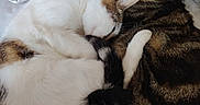 Tigrou a rejoint le concours — aidez-le/la à gagner de superbes lots ! cat, cats, sleeping, cuddle, cozy, white_blanket, fur, pet, animal, tabby_cat, resting, cute, domestic_cat, feline, snuggling, two_cats, peaceful, comfortable, indoor, companionship