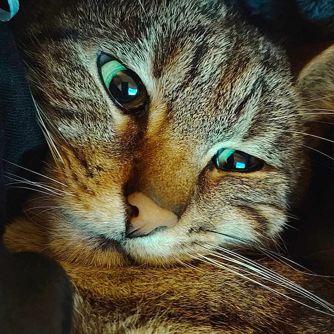 Tigrou a rejoint le concours — aidez-le/la à gagner de superbes lots ! cat, tabby_cat, close_up, fur, whiskers, eyes, pet, animal, cute, relaxed, cozy, indoor, portrait, sleepy, feline, mammal, soft_lighting, face, snuggling, domestic_animal