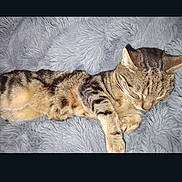 Tigrou participe au concours pour gagner de l'argent avec cette photo : cat, tabby_cat, sleeping, fluffy_blanket, gray, striped_fur, pet, animal, domestic_cat, resting, cozy, cute, whiskers, fur, indoor, relaxing, paw, closeup, mammal, cute_pet