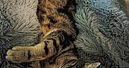 Tigrou participe au concours pour gagner de l'argent avec cette photo : animal, cat, closeup, comfort, cozy, domestic_cat, ears, feline, fluffy_blanket, indoor, paw, pet, relaxed, resting, sleeping, soft_lighting, striped_fur, tabby_cat, texture, whiskers