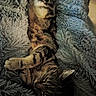 Tigrou participe au concours pour gagner de l'argent avec cette photo : cat, tabby_cat, feline, pet, sleeping, resting, fluffy_blanket, texture, striped_fur, cozy, indoor, relaxed, animal, whiskers, paw, ears, soft_lighting, closeup, domestic_cat, comfort