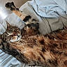 cat, tabby, sleeping, stretching, fur, whiskers, paws, blanket, indoor, cozy, relaxed, pet, animal, mammal, cute, resting, feline, soft, comfort, napping