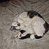 animal, blanket, cat, cozy, curled_up, cute, dark_fur, domestic_cat, feline, fur_pattern, indoor, looking, paw, pet, relaxed, resting, sleepy, soft_texture, whiskers, white_fur