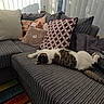 animal, blanket, cat, couch, cozy, domestic, furniture, home_decor, indoor, living_room, natural_light, patterned_pillow, pet, pillow, relaxing, resting, sleeping_cat, soft_texture, striped, vertical_blinds