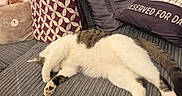 Gingles is registered to the contest to win money with this photo: brown, cat, comfort, couch, cozy, decor, feline, fur, gray, home, indoor, paw, pet, pillows, relaxed, resting, sleeping, soft, striped, white